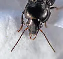 Anisodactylus binotatus - photo 4