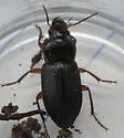 Anisodactylus binotatus - photo 5