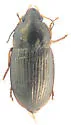 Anisodactylus caenus