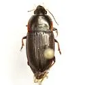 Anisodactylus caenus - photo 3