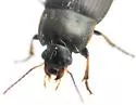 Anisodactylus caenus - photo 4