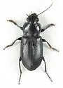 Anisodactylus californicus
