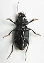 Anisodactylus californicus - photo 2