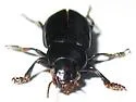 Anisodactylus californicus - photo 3