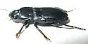 Anisodactylus californicus - photo 4