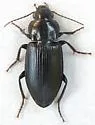 Anisodactylus californicus - photo 5
