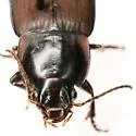 Anisodactylus carbonarius - photo 2