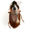 Anisodactylus carbonarius - photo 3
