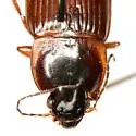 Anisodactylus carbonarius - photo 4