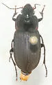 Anisodactylus carbonarius - photo 5