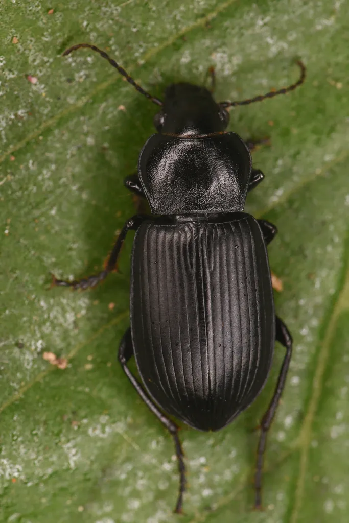 Anisodactylus consobrinus - photo 2