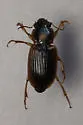 Anisodactylus discoideus - Anisodactylus discoideus