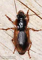 Anisodactylus discoideus - photo 2