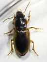 Anisodactylus discoideus - photo 3