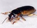 Anisodactylus discoideus - photo 5