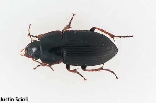 Anisodactylus dulcicollis - photo 2