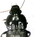Anisodactylus furvus - photo 2