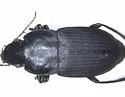 Anisodactylus furvus - photo 3