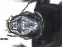 Anisodactylus furvus - photo 4