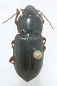 Anisodactylus harpaloides - photo 3