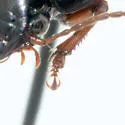 Anisodactylus harpaloides - photo 4