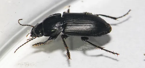 Anisodactylus harrisii - Anisodactylus harrisii