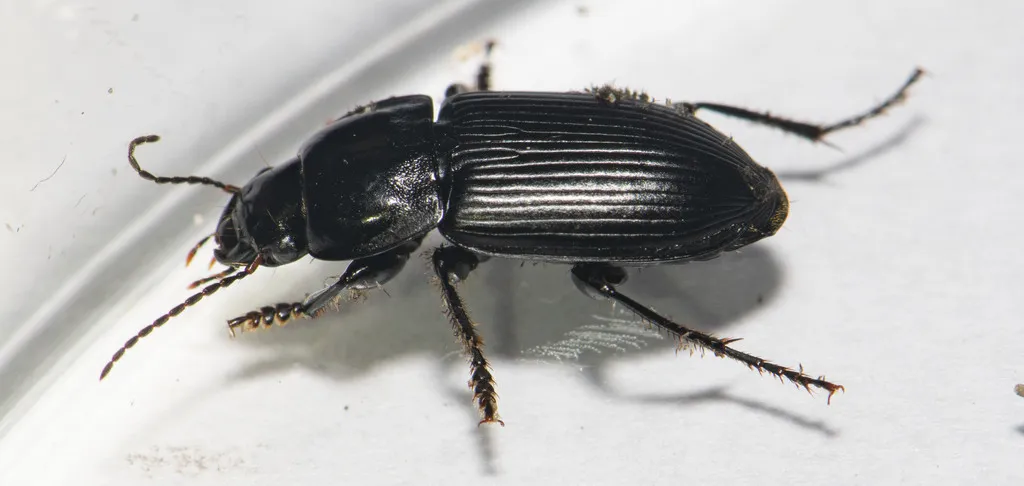 Anisodactylus harrisii - photo 2