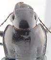 Anisodactylus kirbyi - photo 2