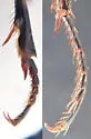 Anisodactylus kirbyi - photo 4