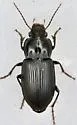 Anisodactylus kirbyi - photo 5