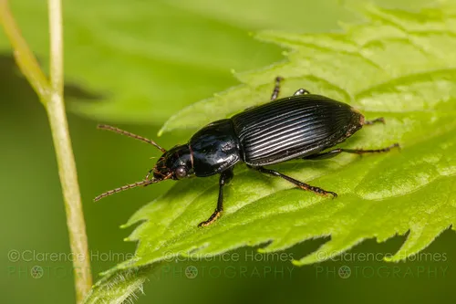 Anisodactylus melanopus