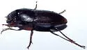 Anisodactylus merula - photo 2