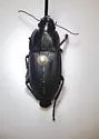 Anisodactylus merula - photo 3