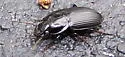 Anisodactylus nigerrimus - photo 3