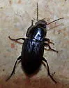 Anisodactylus nigerrimus - photo 4