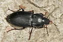 Anisodactylus nigrita - Anisodactylus nigrita
