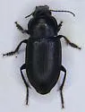 Anisodactylus nigrita - photo 2