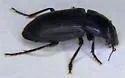Anisodactylus nigrita - photo 3