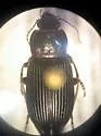 Anisodactylus nigrita - photo 4