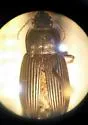 Anisodactylus nigrita - photo 5