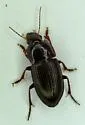 Anisodactylus opaculus - Anisodactylus opaculus