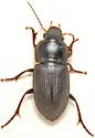 Anisodactylus opaculus - photo 4