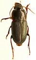 Anisodactylus opaculus - photo 5
