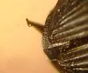 Anisodactylus ovularis - photo 2
