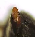 Anisodactylus ovularis - photo 3