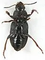 Anisodactylus porosus - photo 2