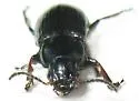 Anisodactylus porosus - photo 3