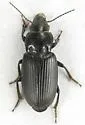 Anisodactylus porosus - photo 5
