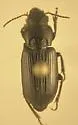 Anisodactylus rudis