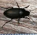 Anisodactylus rusticus - photo 2
